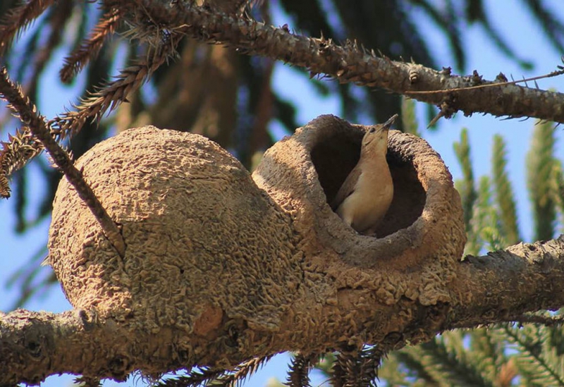 Удивительные птичьи гнезда
