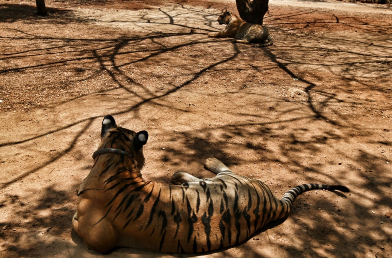 Тигры в абсенте