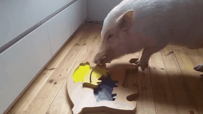 Свинья с интеллектом