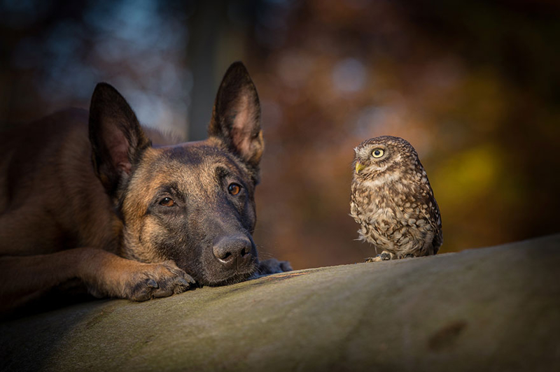 Невероятная дружба совы и собаки
