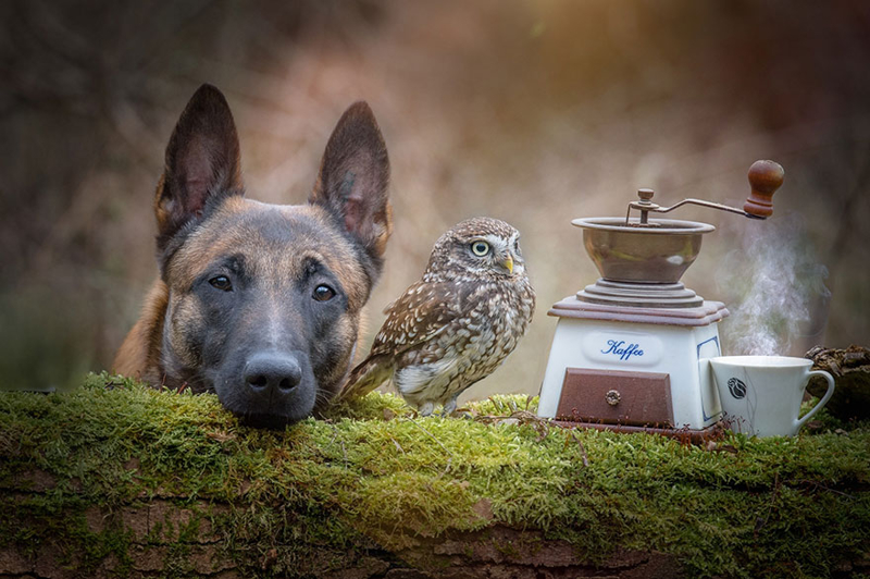 Невероятная дружба совы и собаки