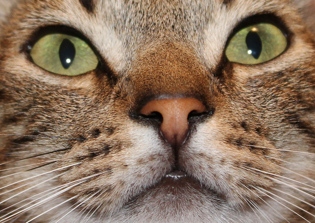 14 невероятных секретов, которые скрывают кошки от своих хозяев
