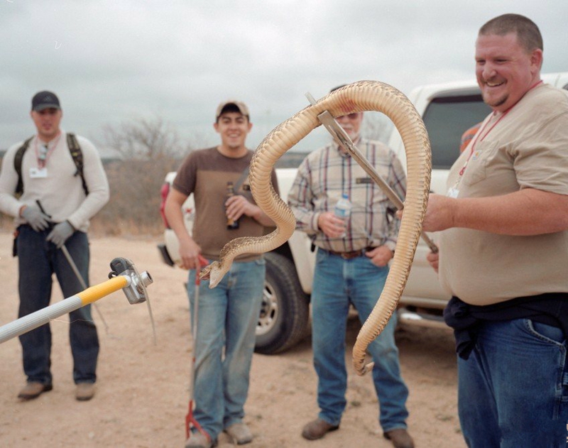 Американцы поедают тысячи гремучих змей