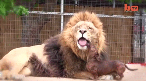 Царь зверей