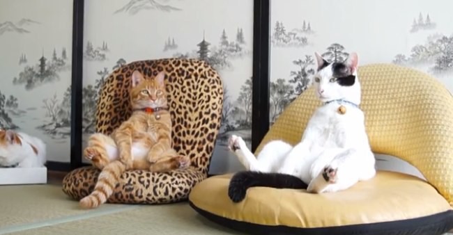 27 котов, которые любят сидеть  по-человечески