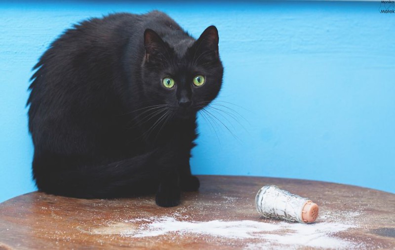 Черные коты против суеверий