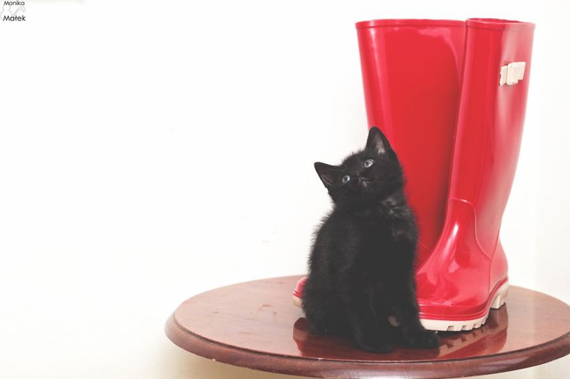 Черные коты против суеверий