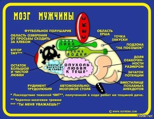 Мозг женщины и мозг мужчины картинки