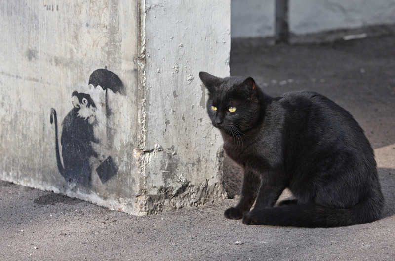 Уличные московские коты в фотографиях