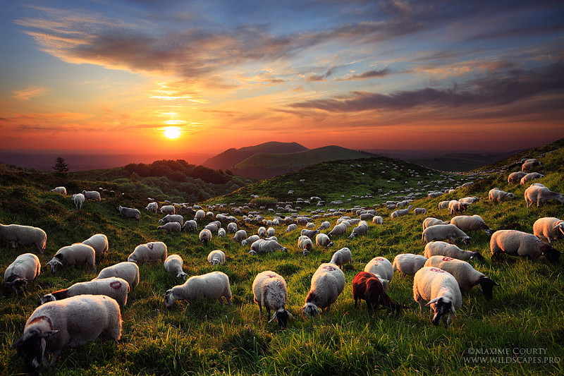 30 очаровательных и эпических фотографий овец