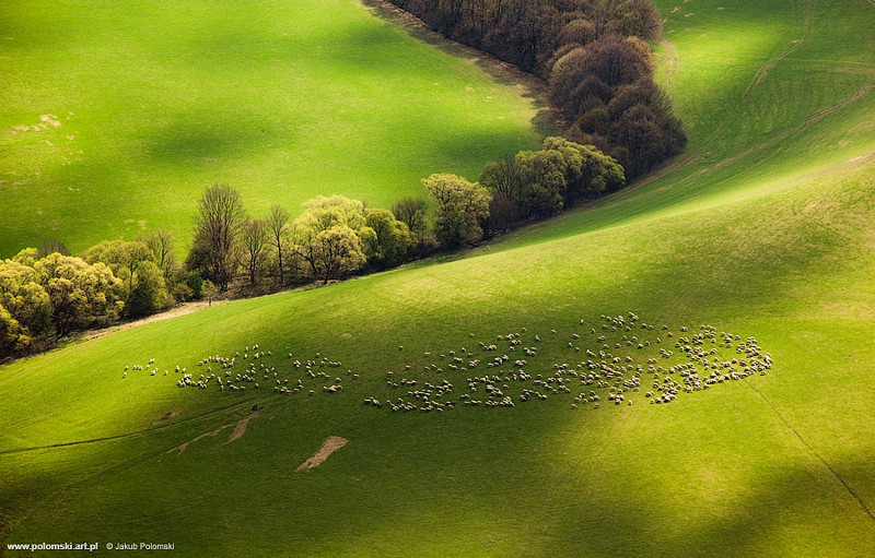 30 очаровательных и эпических фотографий овец