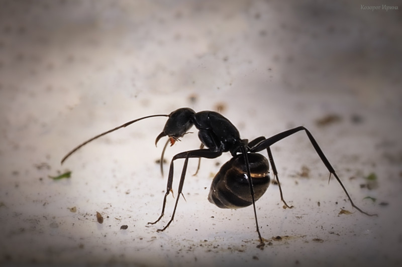 Поговорим? Учим язык муравьев