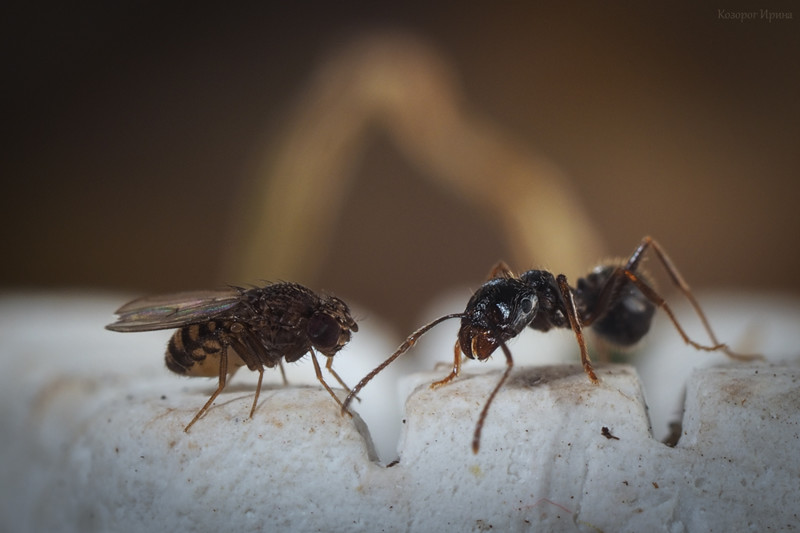 Муха и муравьи - удивительная история 
