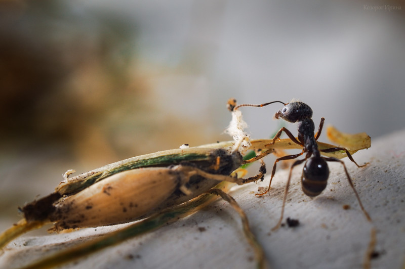 Муха и муравьи - удивительная история 