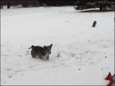 Собака настолько обалдела от снега, что даже сделала сальто назад