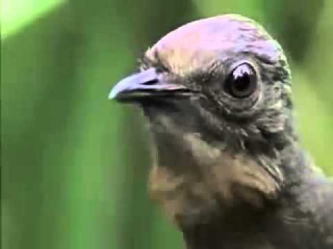 Говорящие попугаи нервно курят в сторонке, птица-диктофон 
