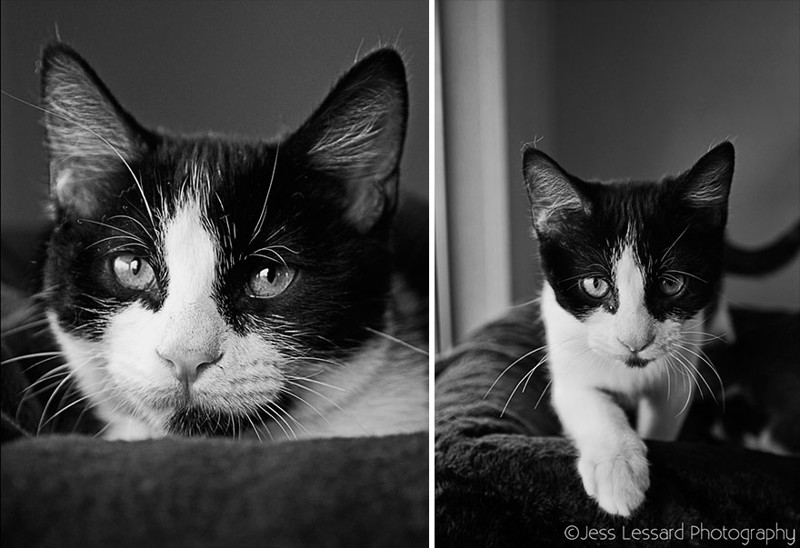 Портреты спасенных кошек