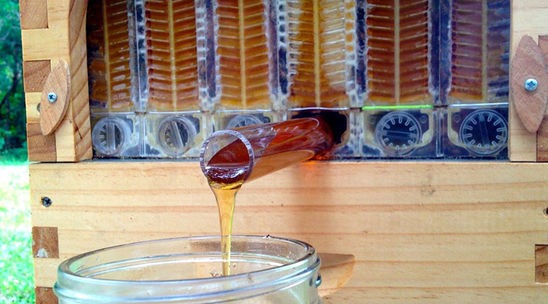 Автоматический улей — новейшая технология сбора меда