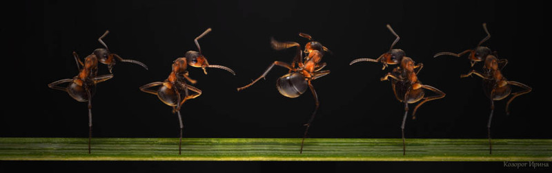 Учим язык муравьев