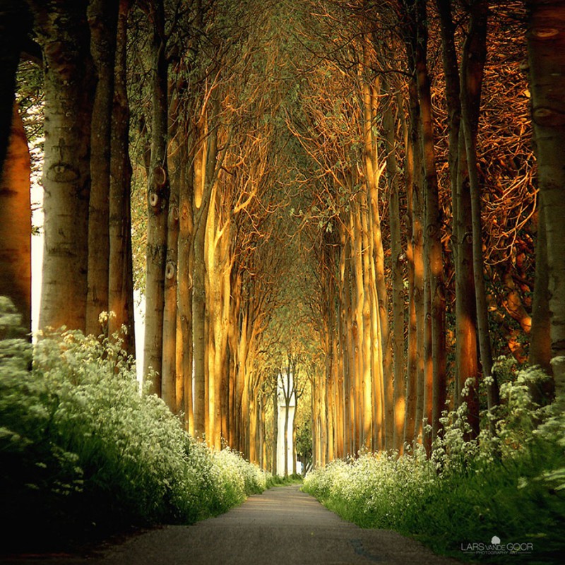Сказочные живые туннели из деревьев