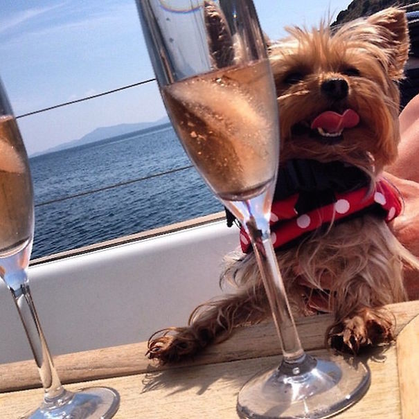 Самые богатые собаки в Instagram*