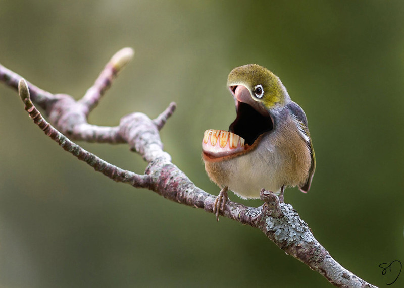 Птицерты — птицы со ртом вместо головы