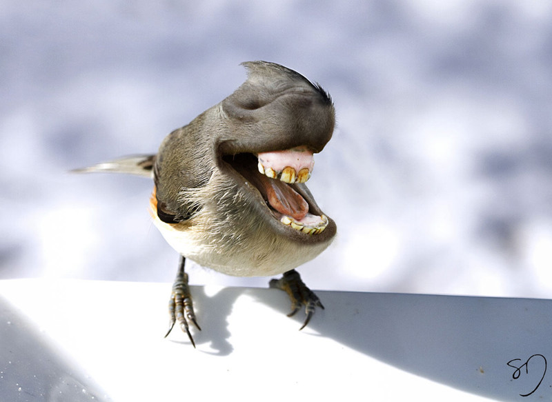 Птицерты — птицы со ртом вместо головы