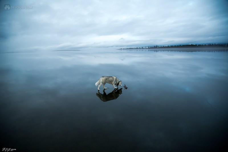 Сибирские хаски на озере