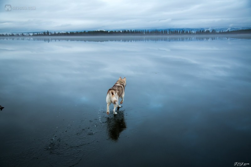 Сибирские хаски на озере