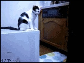 Коты:умные и не очень