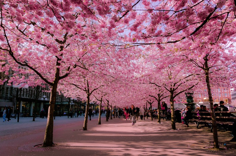 Прекрасные улицы, расцветающие с приходом весны