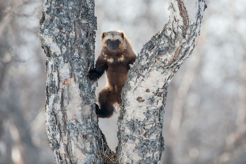 Сергей Горшков - "Медвежий" фотограф