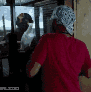 Игры с попугаем