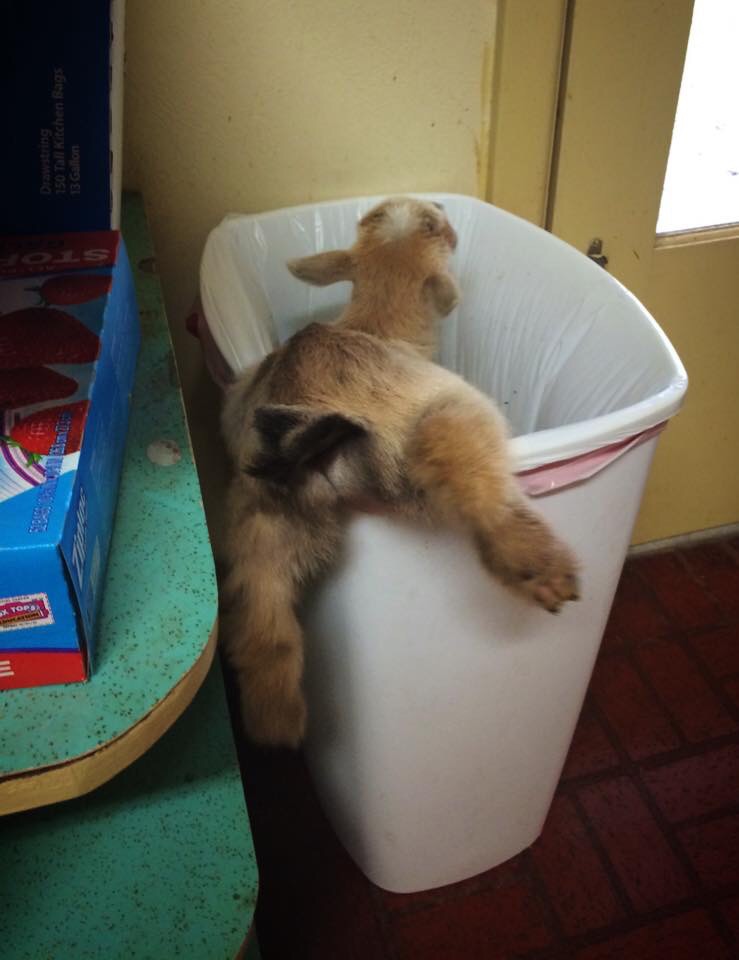 Спасите козочку