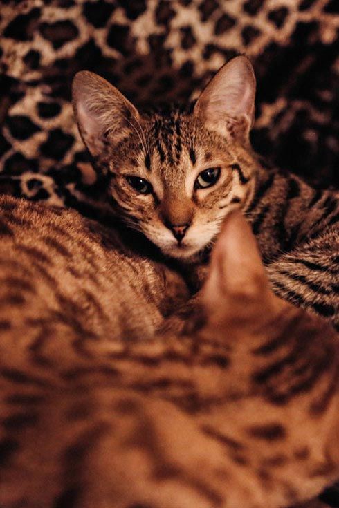 30 очаровательных котов с выставки любителей кошачьих