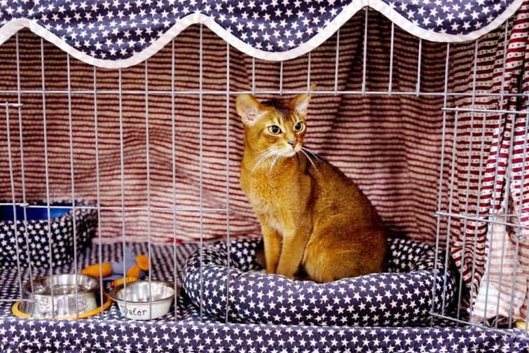 30 очаровательных котов с выставки любителей кошачьих