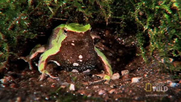 Из жизни лягушек