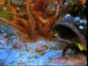 Морские существа, похожие на инопланетян