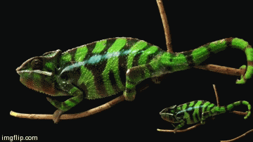 Из зеленого в желтый