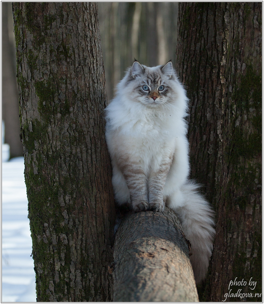 Фото кота степана