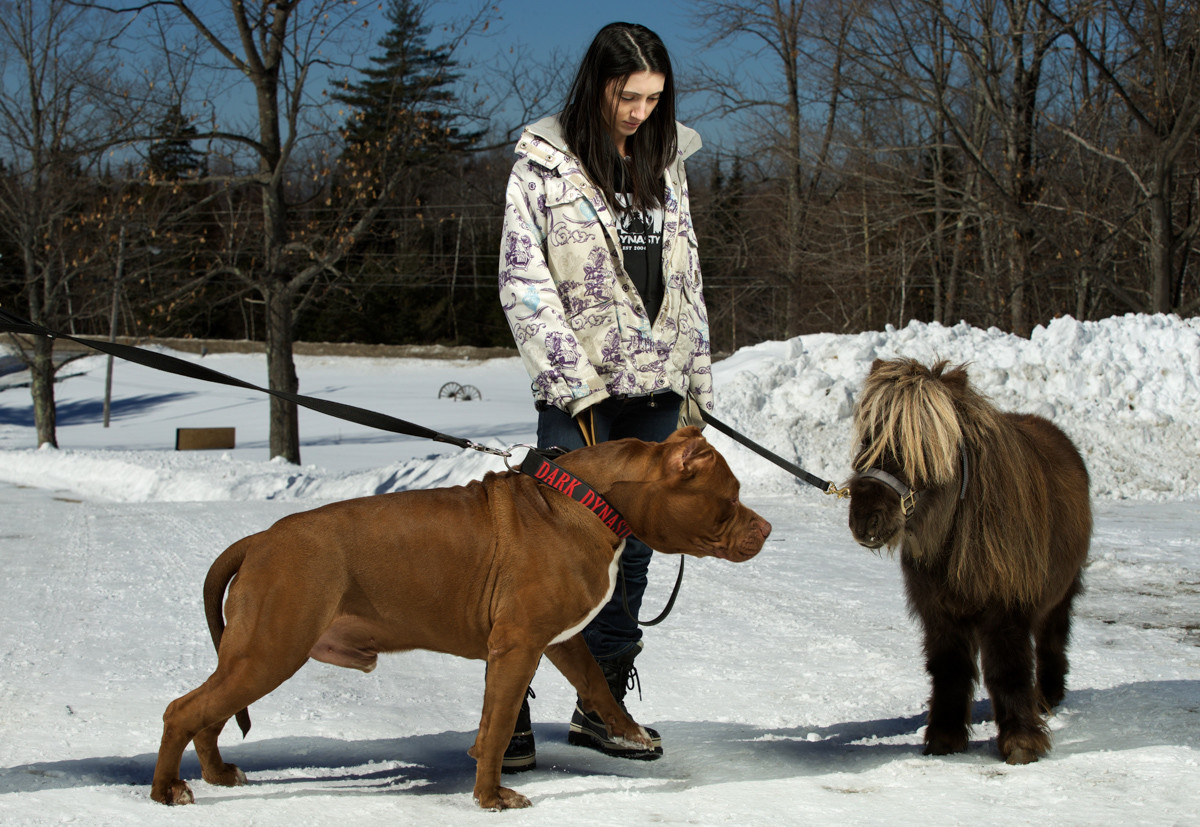 Порода самой преданной собаки. Питбуль Халк. Самый большой питбуль в мире Халк. Питбуль Халк самый большой питбуль в мире. Халк собака питбуль.