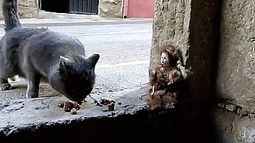 Не дали спокойно поесть