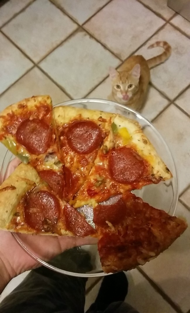 Прости, дружище! Но это блюдо не для котов.