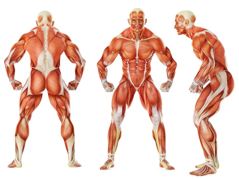 Мускул или мускулов. Мышцы. Мускулы человека. Мышцы человека. Анатомия мышц.