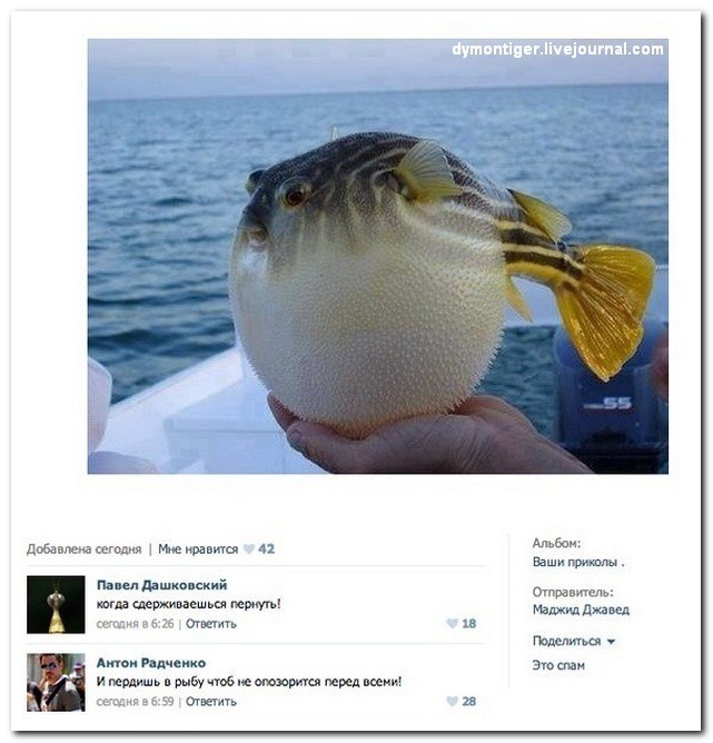 Dymontiger livejournal. Прикольные комментарии к рыбе. Отправитель прикола. Рыбка напердела.
