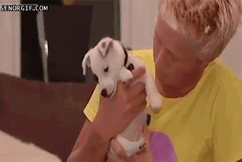 Повезло, что на месте щенка не овчарка была