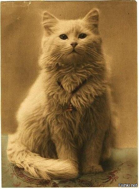 Одна из первых фотографий котов (1880-1890