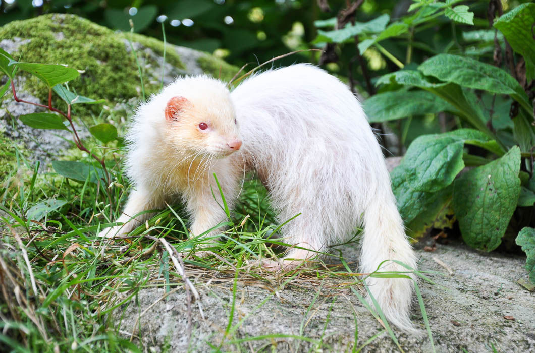 В дикой природе мыши с альбинизмом. Альбиносы животные. Фретка альбинос. Белый хорек альбинос. Альбинизм у животных.