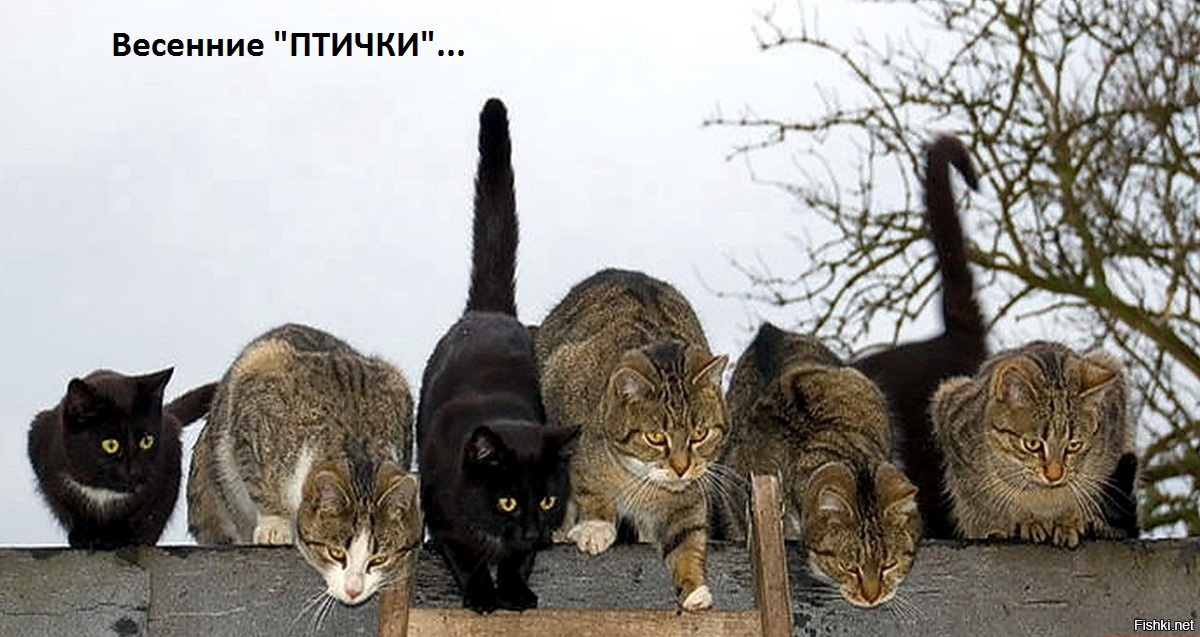 Банда Черная Кошка Фото