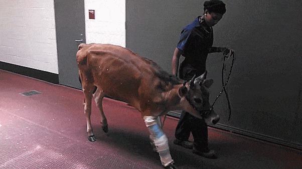 Корова, которая заново учится ходить